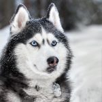 siberian husky dog cute wolf winter forest snow closeup 112397 31 1.jpg